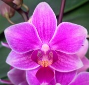 Орхидея Фален. Шангрила 2 ст d10 h30 10шт
