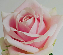 Роза Pink Avalanche (Ц) дл.60 10шт