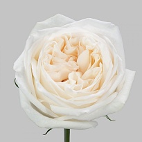 Роза Lucy Roses White Ohara дл.50 25шт