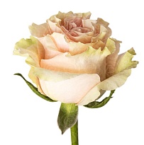 Роза Adaya Roses Pink Mondial дл.80 25шт