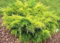 Можжевельник (Juniperus) средний Олд Голд d9 h10-20 18шт