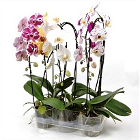 Орхидея Фален. Каскад микс 2 ст d12 h45 6шт