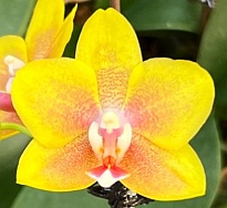 Орхидея Фален. Дольче 1ст d11 h45 10шт