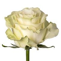 Роза Antera Roses Mondial дл.60 25шт