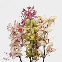 Орхидея Cymbidium Mini Mix дл.70 1шт