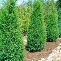 Можжевельник (Juniperus) обыкн. Суецика d9 h5-15 18шт