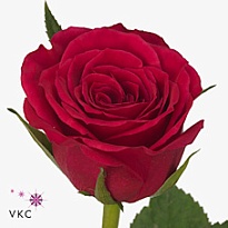 Роза Fuchsiana дл.40 20шт