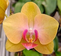 Орхидея Фален. Пашот 1 ст d11 h50 10шт