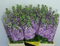 Мациола Centum Lavender 10шт