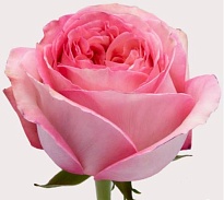 Роза Altas Cumbres Pink Xpresion дл.50 25шт