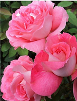 Роза Imperial Rose (B.Topalovic) Вайкики 2л 1шт