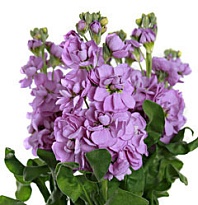 Мациола Figaro Lavender 10шт