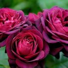 Роза (Rosa) Quality Rose Астрид Графин фон Харденберг флорибунда 3л 1шт