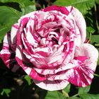 Роза (Rosa) Quality Rose Фердинанд Пичард флорибунда 3л 1шт