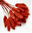 Лагурус сухоцвет 30шт красный
