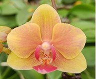 Орхидея Фален. Лавли 2ст d10 h30 10шт