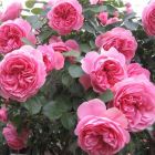 Роза (Rosa) Quality Rose Розенфи флорибунда 3л 1шт