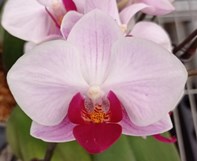 Орхидея Фален. Гейша 2ст d11 h40 10шт