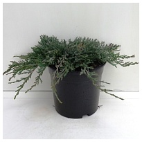 Можжевельник (Juniperus) горизонт.Вилтони 7,5л h40-50 1шт