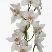 Орхидея Cymbidium Mrs.White Crystal *6 дл.60 1шт