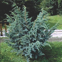 Можжевельник (Juniperus) китайский Блю Альпс 2л h20-30 1шт