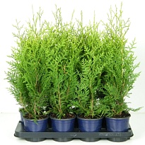 Туя (Thuja) западная Брабант (KV) d13 h50-55 6шт