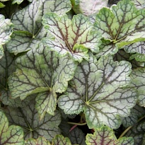 Гейхера (Heuchera) Дейлс Стрейн d12 1шт