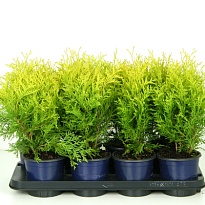 Туя (Thuja) западная Голден Глоб (KV) d13 h30-35 8шт