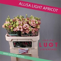 Эустома Alissa Light Apricot 10шт