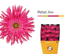 Gerbera Pasta Rebel Jinx 25шт