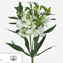 Альстромерия Florinca Charmelia Blanca 10шт