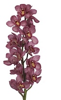 Орхидея Cymbidium Large Red Moon*6 дл.80 1шт