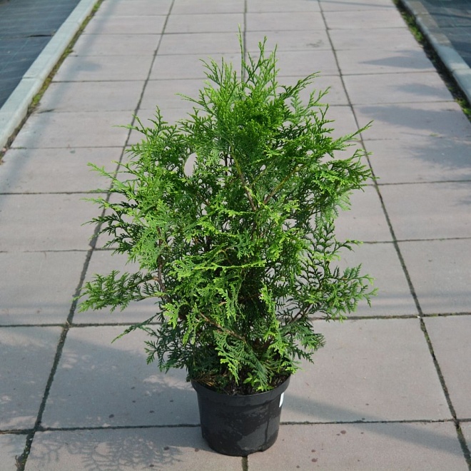 Туя (Thuja) западная Брабант 25л h160-180 1шт