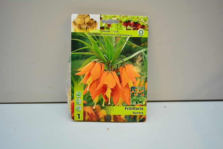 Рябчик (Fritillaria) Аврора Императорский 20/22 1шт в сетке