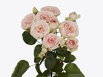 Роза кустовая Sweet Giselle дл.60 10шт
