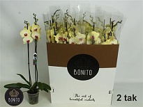 Орхидея Фален. Амалфи 1 ст d12 h75 12шт
