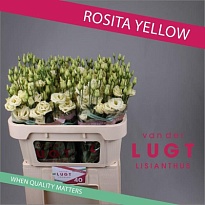 Эустома Rosita Yellow 10шт