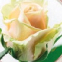 Роза Pearl Avalanche (Ц) дл.60 10шт