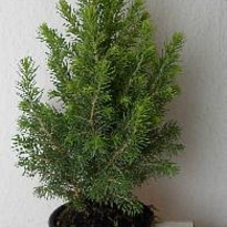 Ель (Picea) канадская Перфекта d19 h70 3шт