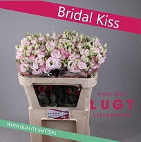 Эустома Croma Bridal Kiss 10шт