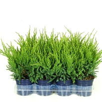 Можжевельник (Juniperus) средний Минт Джулеп (KV) d17 h35-40 6шт