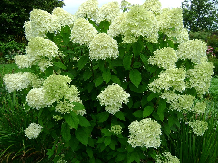 Гортензия (Hydrangea) метельчатая Лаймлайт d9 h30 18шт