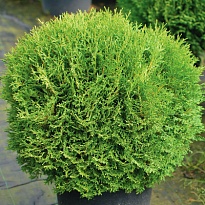 Туя (Thuja) западная Тини Тим 3л h25+ 1шт