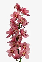 Орхидея Cymbidium Large Miami*6 дл.80 1шт