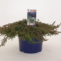 Можжевельник (Juniperus) обыкн.Грин Карпет (KV) d23 h35-40 6шт