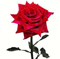 Роза Naranjo Roses Red Panther дл.50 25шт