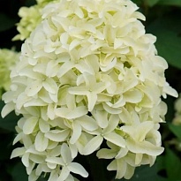 Гортензия (Hydrangea) метельчатая Скайфолл d14 h30-40 8шт