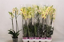Орхидея Фален. желтый микс 1ст d12 h50 10шт