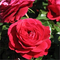 Роза Imperial Rose (B.Topalovic) Мона Лиза флор.Цв.Кор.