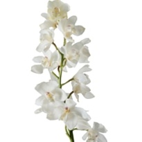 Орхидея Cymbidium Early White дл.80 *6 1шт